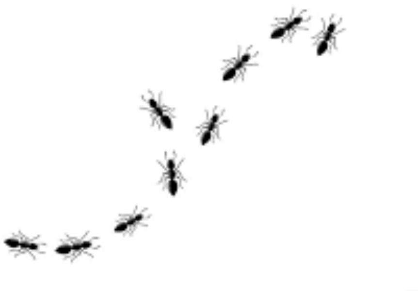 De hormigas y radares